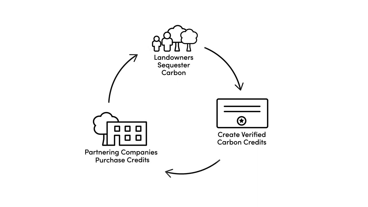 Explained: FFCP’s Forest Carbon Methodology