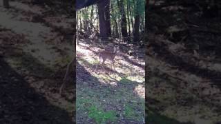 Natural grunt call scares this doe