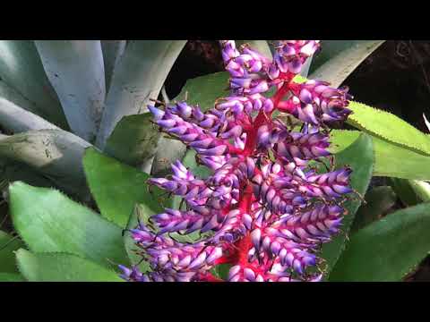 ERNIE KUCERA (CZECH) BAND - Child Like A Rose Polka!