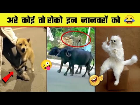 FUNNIEST DOGS & CATS | Awesome Funny Pet Animals Videos! new video