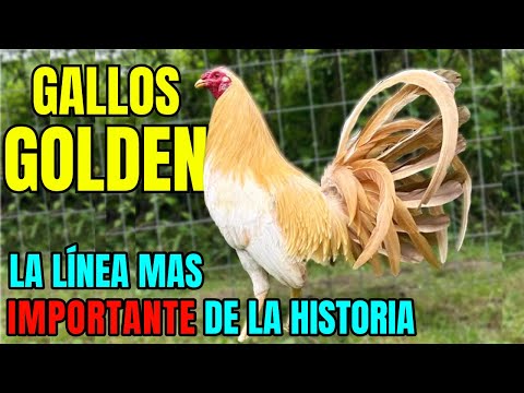 GOLDEN ROOSTERS.... THE MOST IMPORTANT LINE OF BIRDS OF ALL