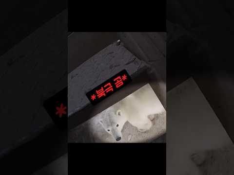 우연히 북극 곰을 바로 앞에서 마주침