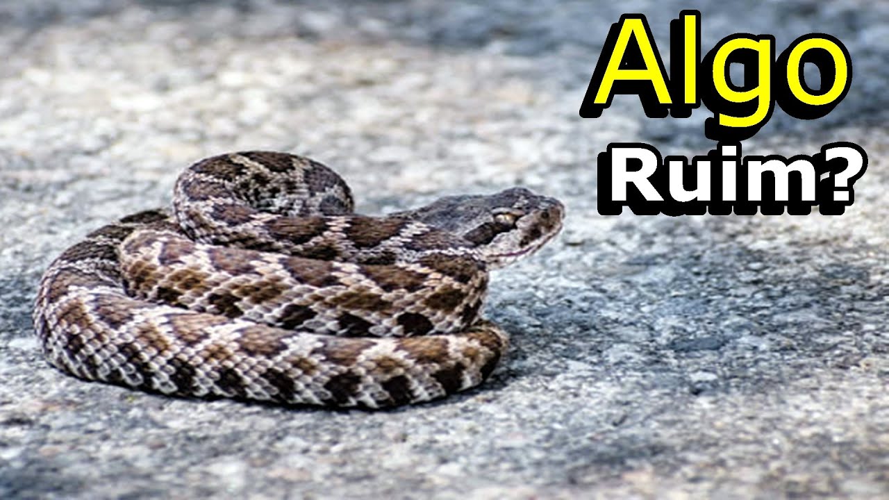 Sonhar Com Cobra Enrolada, Na Perna, Na Mão, No Pescoço, avistar cobras enroladas tem um significado