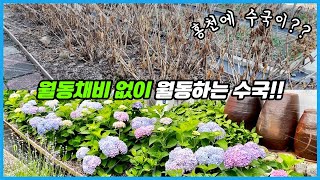 수국 월동준비 필요없어요!! 강원도 극한의 추위를 견디는 수국 품종!!