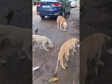 Street Feeding Stray Dogs  Love, Care & Hope for Every Paw! #viralshort #kindnessmatters #viral