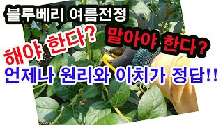 블루베리 여름전정. 해야 한다. 말아야 한다... 언제나 원리와 이치가 정답(블루베리 재배, 블루베리 신초 …