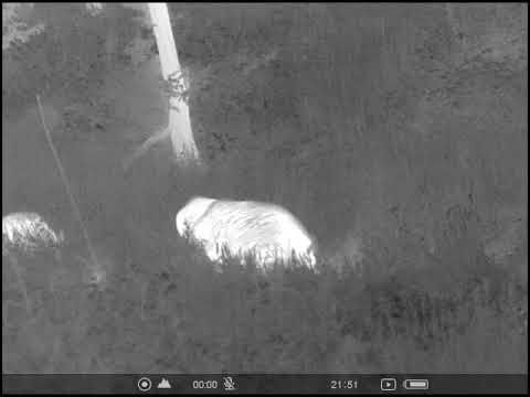 Blaser CDP 8x68s Krypton xg50 vepar 120kg