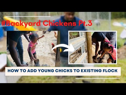 , title : 'How To ADD "New Chicks" to Your Flock|Super Easy Method🐣🐥🐥🐔|Informational SeriesPt.3'