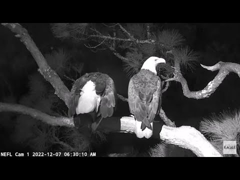 AEF~NEFL Nest Cam~Gabby and V2 first mating seen on cam 12 7 2022