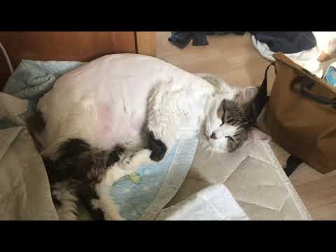 Zayvo - 두식이에겡(A Letter To My Cat)(Demo)