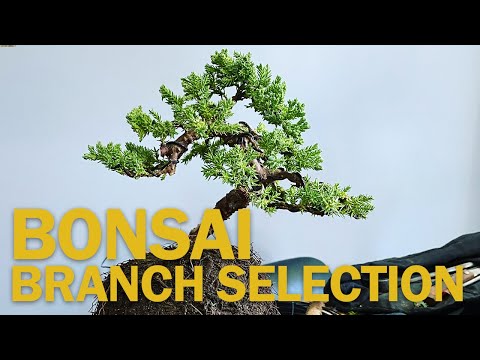 Bonsai Branch Selection : How to Create a Bonsai from Nursery Stock