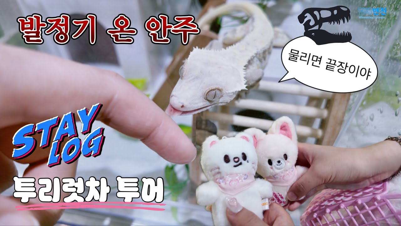 [STAY LOG] 한번 물면 절대 놓지 않는 발정기 온 도마뱀 “안주” 스트레이 키즈 투리럿차 투어