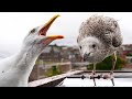 My Pet Seagulls Won T Stop Fighting Each Other