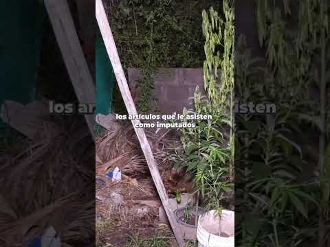 Impactante hallazgo en Los Nogales: secuestran réplicas peligrosas