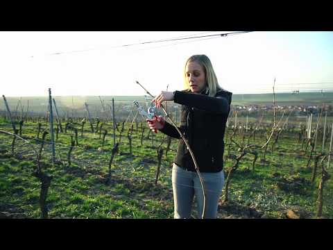 Weinbergswissen vom Meyerhof: Biegen