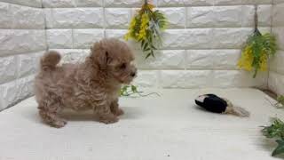 ハーフ犬の動画01