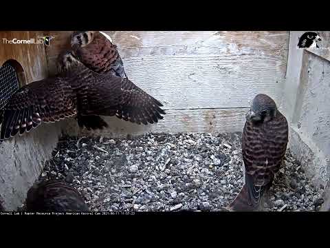 Fledging Continues! Second Kestrel Chick Takes Flight – June 11, 2021