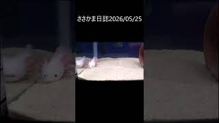 ささかま日誌20260525 #ウーパールーパー