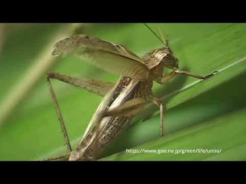 マツムシとアオマツムシ