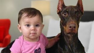 Doberman Protects Baby Compilation NEW