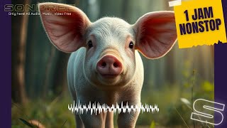 Download lagu suara babi  - Sound Gratis | 1 JAM NONSTOP mp3