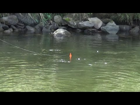 Giant King Salmon BOBBER DOWNS!