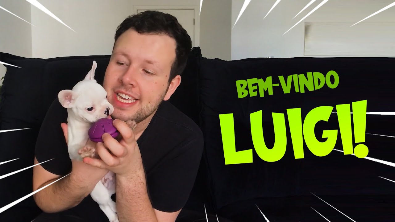 APRESENTANDO O LUIGI: COMO É TER UM BULLDOG FRANCÊS?