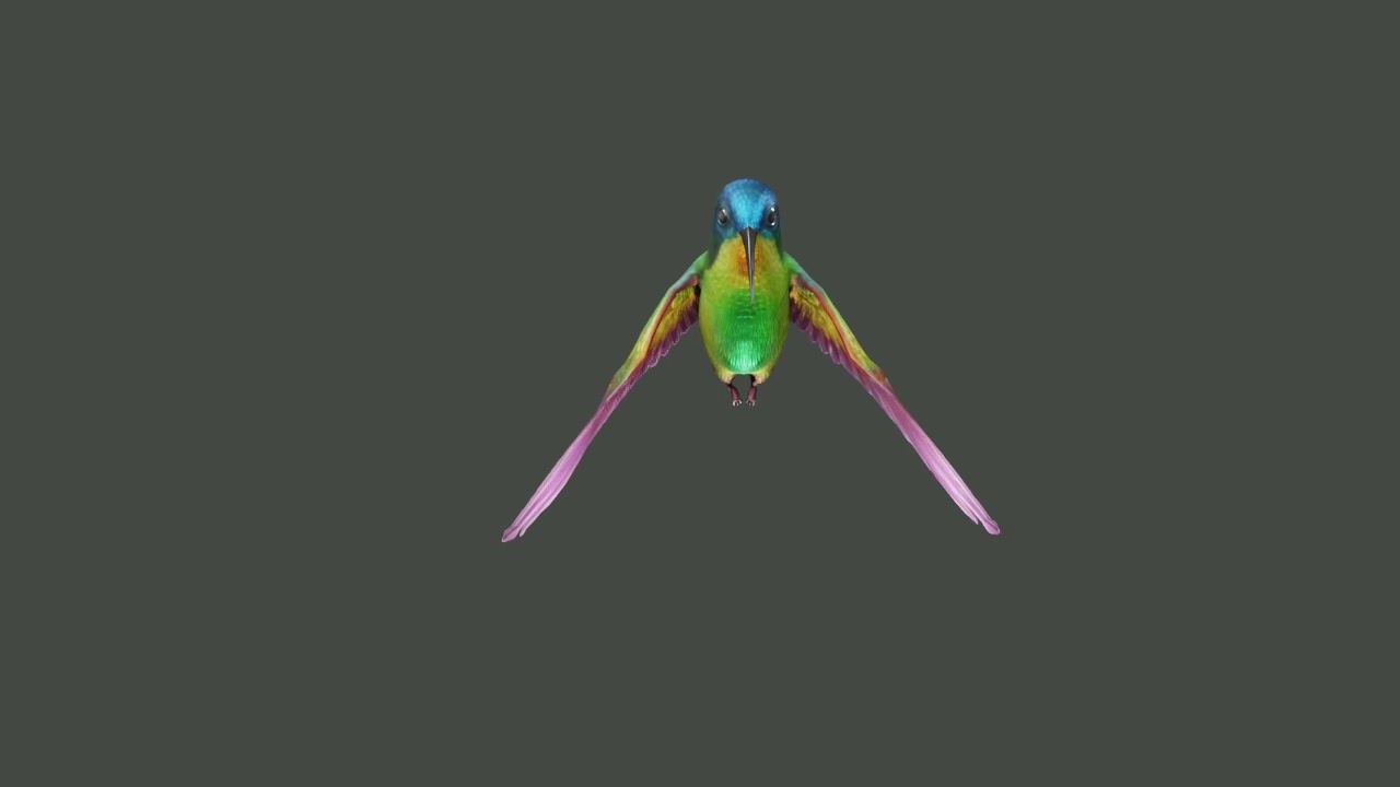 날아다니는 벌새 3D 모델