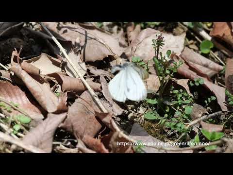 スジグロシロチョウの産卵