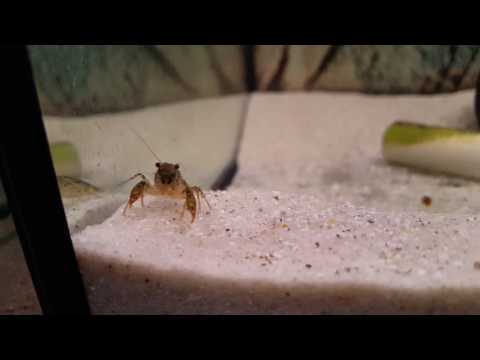 Zwergflusskrebse Zucht  ( Cambarellus Diminutus)