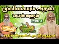 எந்த மூலிகையால் என்ன பயன் நாட்டு மரு�