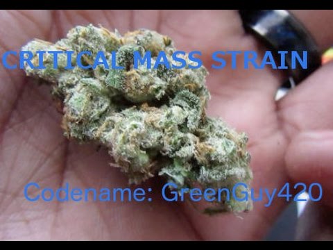 CRITICAL MASS STRAIN REVIEW(CGG420)