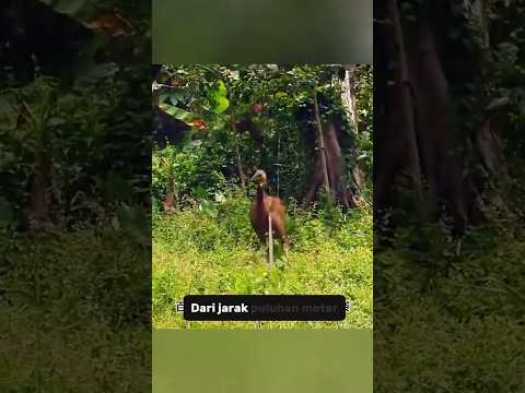 Suku pemburu paling berbahaya