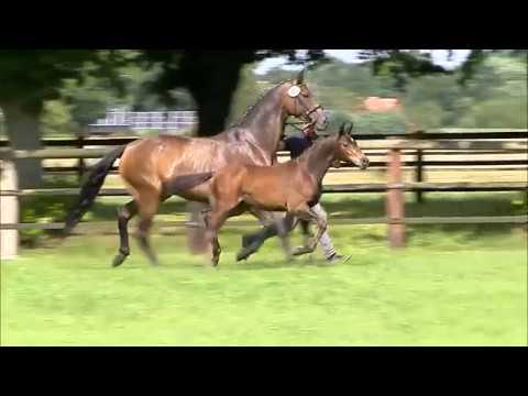 Hengstfohlen San Amour- Delatio- Belissimo M *for sale*