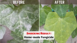 How to Make Home-made Fungicide to Control Powdery Mildew | e URBAN ORGANIC GARDEN