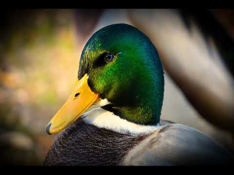 Super Bowl LX 2026: Patriots vs Seahawks y Bad Bunny al frente del show de medio tiempo