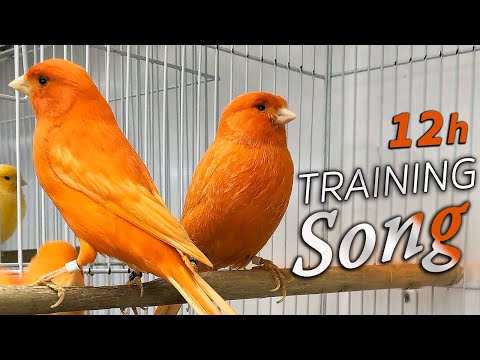Canary 12h Singing - The Best Training Song (Champion and Professor )