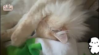 curtindo primavera com os peludinhos #cat #pets #gatos