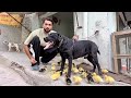 Aj Pet Markeet Main Black Labrador Mila