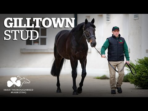 ITM Irish Stallion Showcase 2021 - Gilltown Stud