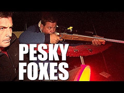 Fieldsports Britain : Digweed on foxes Fieldsports Britain : Digweed on foxes