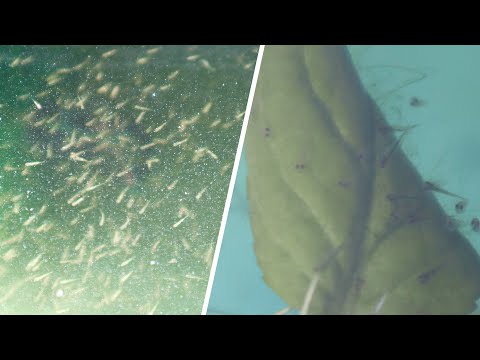First feeding of Koi fry! | Breeding project part 6