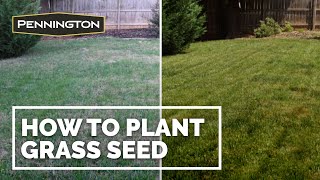How to Plant Grass Seed - Step by Step on How To Plant Grass Seed