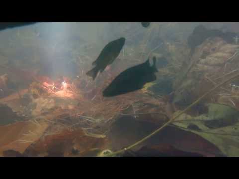 Stomatepia pindu nel Lago Barombi Mbo