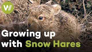 Cute Snow Hare babies and their incredible fight for surival in the Scottish Highlands
