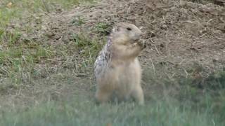 Black-tailed Prairie Dog