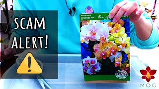 ⚠️ SCAM ALERT! I planted Phalaenopsis Orchid seeds! Let