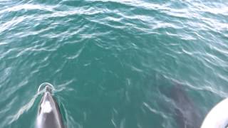 preview picture of video 'Gulf Harbour Ferry - Dolphins'