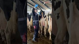 Download lagu 🐄💫 Tes Kehamilan Super Inovatif untuk Sapi Perah | Pertanian Masa Depan yang Akan Memukau Anda di Tahun 2025 mp3 Download lagu 🐄💫 Tes Kehamilan Super Inovatif untuk Sapi Perah | Pertanian Masa Depan yang Akan Memukau Anda di Tahun 2025 mp3