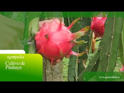Pitahaya cultivation 🌵💮 Agro in 2 minutes